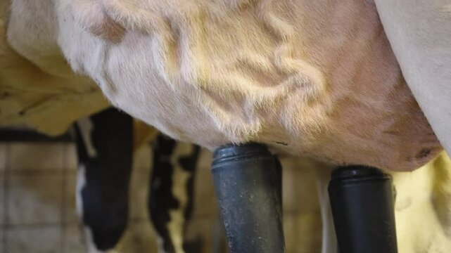 Automatic milking hoses pumping and sucking milk out of the udder of a cow in the barn - Close up, slow motion