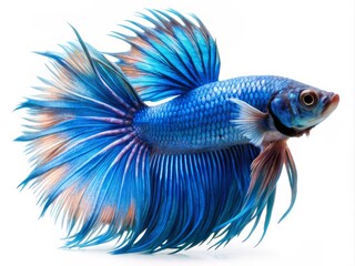 Fototapeta premium Colorful Siamese Fighting Betta Fish with Beautiful Silk Tail Isolated on White Background
