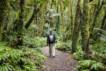 Fototapeta premium Hiking in the forest towards Marokopa Falls. Waikato. North Island. New Zealand.