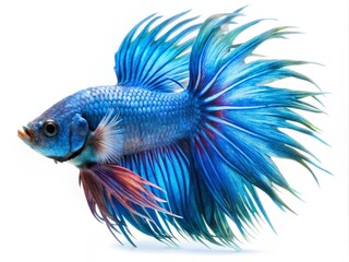 Fototapeta premium Colorful Siamese Fighting Betta Fish with Beautiful Silk Tail Isolated on White Background