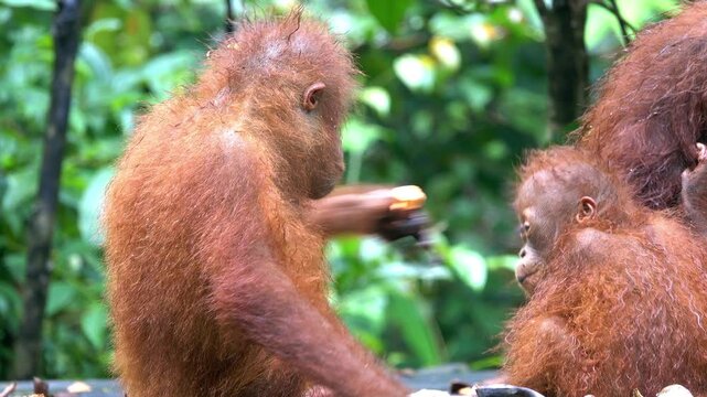 Sibling orangutans tussle at the feeding station.