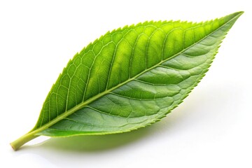 Obraz premium Asymmetrical green tea leaf isolated on white background
