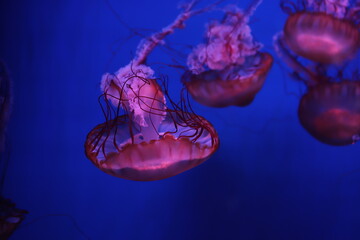 beautiful sea jellyfish in their natural habitat