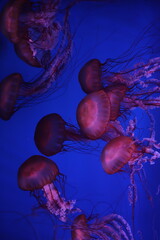  beautiful sea jellyfish in their natural habitat