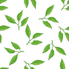 Hand drawn vector seamless pattern of lemon leaves.  Great for poster, menu or label.