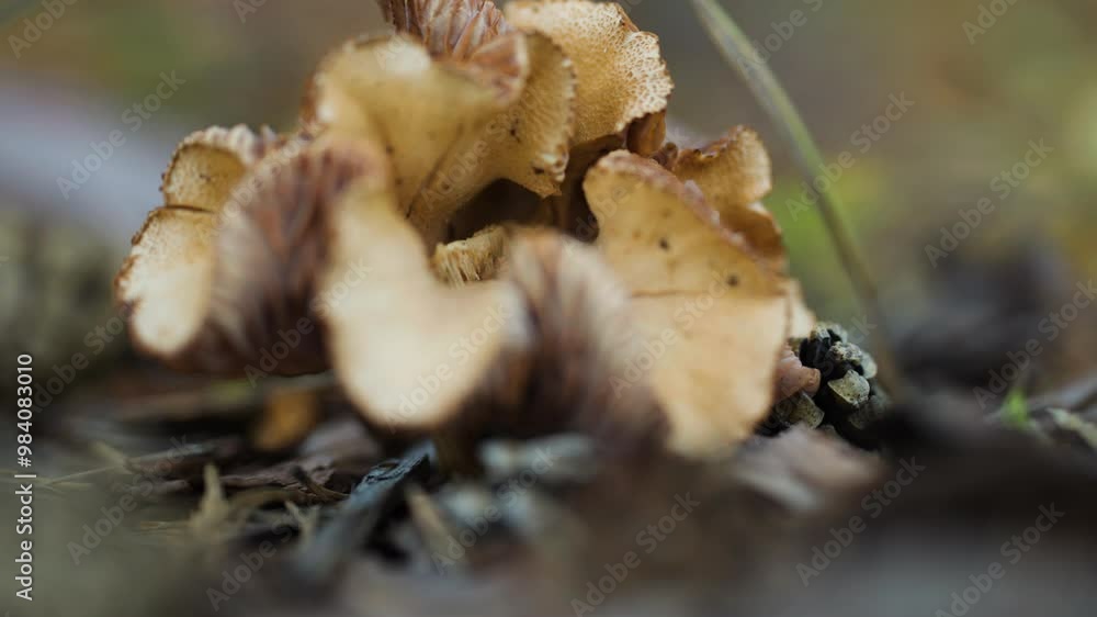 Poster A close-up shot of the ruffled mushroom on the forest floor. Parallax shot, bokeh background.
