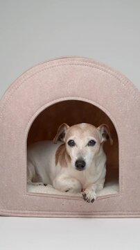 Adorable senior dog Jack Russell terrier lies comfortably in small house, looks with interest and excitement, then happily leaves, leaving booth empty. Pet house indoors. Happy relaxing elderly dog 