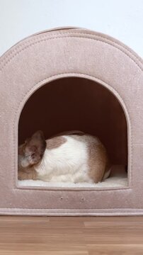 dog enters beige pet house, lies down comfortably, turns away, then gets up and go away, leaving the kennel empty. Vertical video footage. Pet safe private space indoors. Senior Jack Russell terrier 