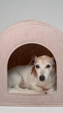 senior dog Jack Russell terrier enters empty pet house kennel, lies down, looks at camera with calm tired relaxed eyes, then gets comfortable and turns away, falls asleep. Vertical video footage. 
