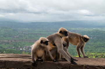 Kolhapur , India - 8 September 2024 A family of black faced monkeys or gray langurs or Semnopithecus sitting on the fort wall at Maharashtra India
