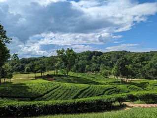 Darjeeling Green tea garden terrace, Tea plantations in Sreemangal, Sylhet, Bangladesh