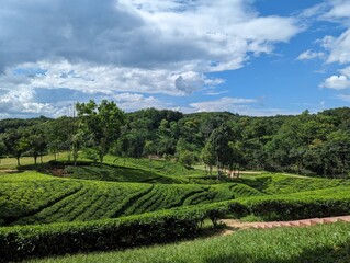 Darjeeling Green tea garden terrace, Tea plantations in Sreemangal, Sylhet, Bangladesh