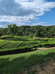 Darjeeling Green tea garden terrace, Tea plantations in Sreemangal, Sylhet, Bangladesh