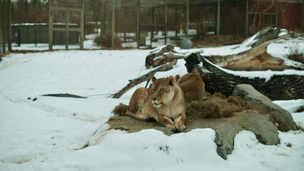 Naklejka premium female lion in snow