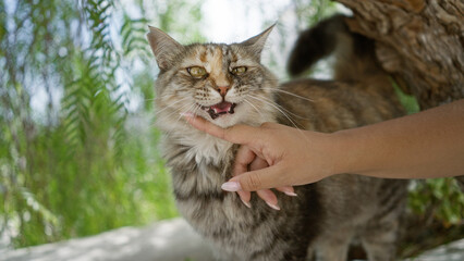 Woman petting a cat outdoors during daylight with trees in the background