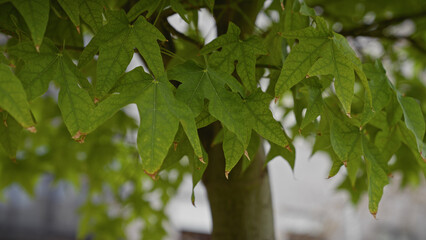 Close-up photo of platanus hispanica leaves in murcia, spain, depicting the texture and natural environment of the plant.