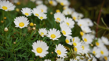 Fototapeta premium Close-up of white daisy-like flowers with yellow centers, growing in natural habitat in murcia, spain.