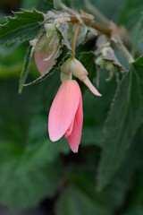 Begonia San Francisco flower