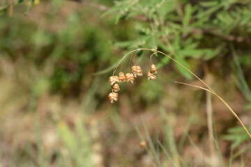 Large quaking grass seeds