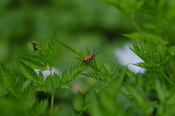 Fototapeta premium Lily beetle in garden