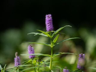 水辺の紫のミズトラノオ