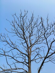 tree branches against blue sky, sky, tree, beautiful, old tree, blue 