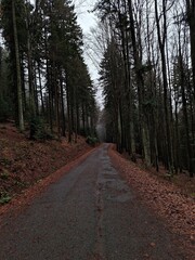 Obraz premium Forest 