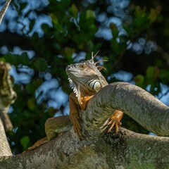 Close-up of a green iguana perched on a tree branch with a blurred background of leaves and sky.