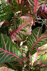 Obraz premium Tropical nature