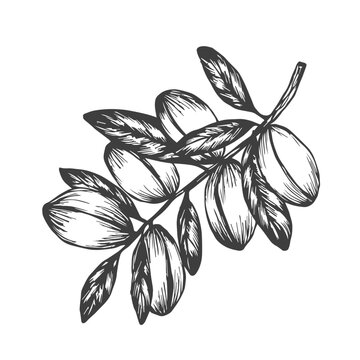 Argan plant hand drawn vector illustration. Set with Argan tree engraved with argania leaves, fruits. Cosmetics ingredient, argan oil, harvest, tree Berbers and Arabs. For label, print, design, logo
