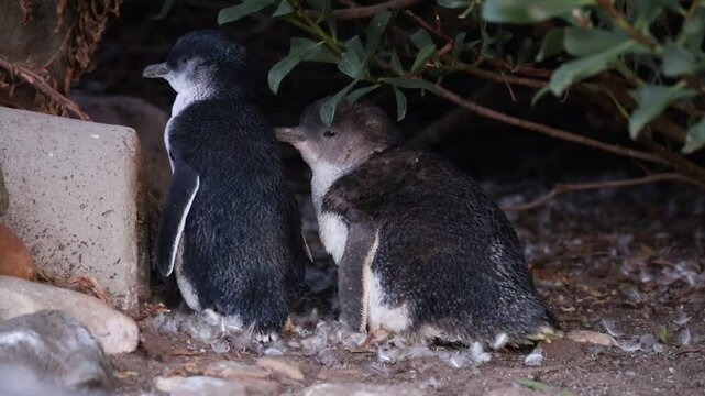 Short video of two very cute fairy penguins (or little blue penguins) in the wild at dusk. Moulting season, lots of feathers everywhere. Small birds in Devonport, Tasmania, Australia.