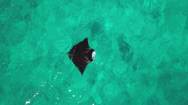 Aerial video of a reef manta ray swimming at the surface of the ocean. Ocean drone view, beautiful marine life. Wildlife moment of a black and white mobula in Exmouth, Ningaloo, Western Australia. 