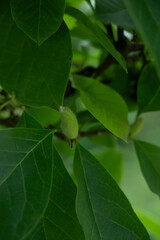 magnolie knospe baum blüte