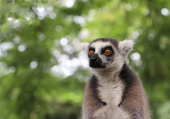 the expressive gaze of a lemur