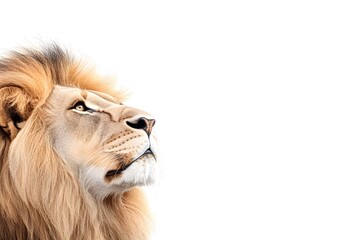 Capture a majestic lions low-angle portrait, emphasizing its powerful mane, on a white background, in ultra-realistic digital art