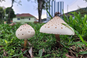 Wild mushrooms growing in the field after a rainy day
