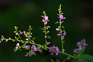 木漏れ日を浴びたアレチヌスビトハギ