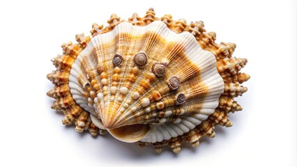 Fototapeta premium Bird Eye View Seashell with Attached Barnacles Isolated on White Background