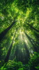 Lush green forest with towering trees and sunlight