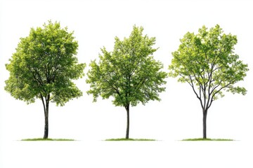 A set of four lush, vibrant green trees standing tall against a white background