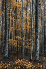 Obraz premium Tranquil autumn forest with vibrant yellow leaves on birch trees. Serene and peaceful atmosphere in the woods.