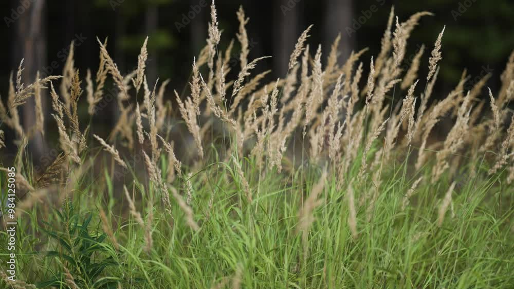 Poster a close-up shot of the fluffy ears of the tall grass swaying gently in the wind. parallax shot, boke