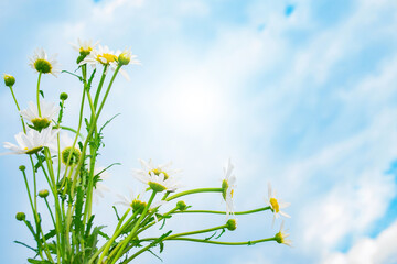 chamomile. White bright daisy flowers on a background of the summer landscape.