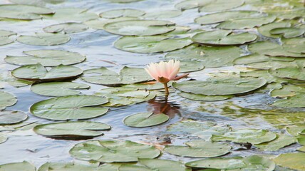 nenúfar en el lago de Banyoles, flor acuática, fondo de escritorio, fondo de pantalla, flor delicada, belleza, estanque, flor en el estanque, más vale solo que mal acompañado