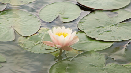 nenúfar en el lago de Banyoles, flor acuática, fondo de escritorio, fondo de pantalla, flor delicada, belleza, estanque, flor en el estanque