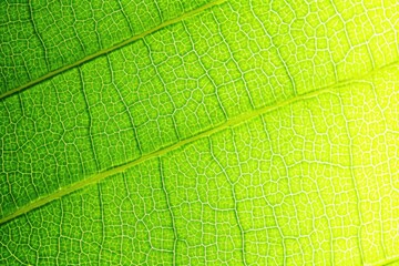 Close-up of an illuminated green leaf, highlighting the detailed texture of veins and the smooth color transition in a vibrant natural effect.
