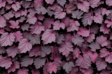 Obraz premium Wall of leaves in shades of pink and dark purple, creating a sophisticated and elegant botanical effect with detailed texture. 