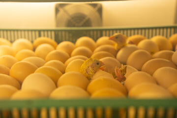 A newborn chick emerges from the egg shell and hatches in the chicken hatchery.