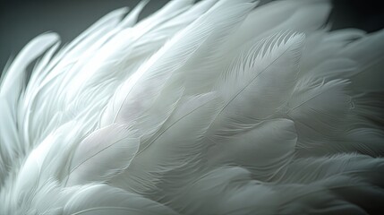 Fototapeta premium Soft and Delicate Feathers