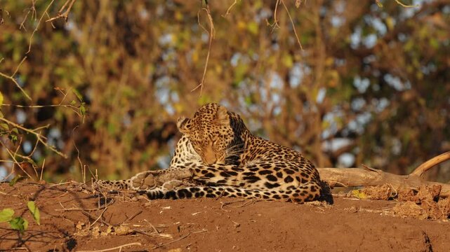  a female leopard in golden light